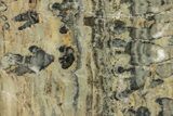 Polished Proterozoic Stromatolite (Yelma) Slab - Australia #239987-1